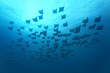 Shoal of golden cownose rays (Rhinoptera steindachneri), swimming in the open sea, Gardner Bay, EspaÃ±ola Island also known as Hood Island, GalÃ¡pagos Islands, a World Heritage - natural site, Ecuador, South America, Pacific Ocean