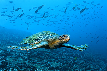Green sea turtle (Chelonia mydas) swimming over a reef, a shoal of fish at the back, Punta Cormorant, Floreana Island, Galápagos Islands, a World Heritage - natural site, Ecuador, South America, Pacific Ocean