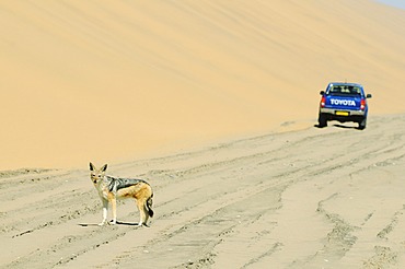 Off-road vehicle and a Black-backed jackal (Canis mesomelas) near Sandwich Harbour, Namib Naukluft National Park, part of the Namibian Skeleton Coast National Park, Skeleton Coast, Namib Desert, Namibia, Africa