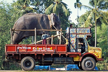 Elephant loaded on a truck, Arattupuzha-Pooram festival, near Thrissur, Kerala, southern India, India, Asia