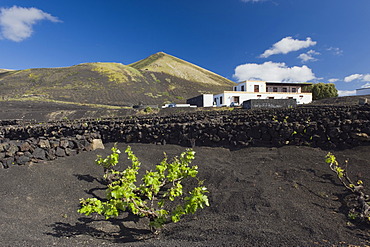 Wine-growing, dryland agriculture on lava, volcanic landscape at La Geria, Lanzarote, Canary Islands, Spain, Europe