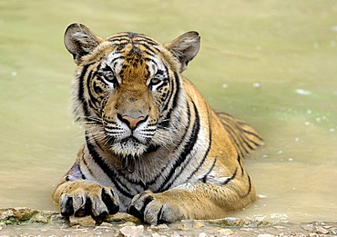 Tiger (Panthera tigris) in water, zoo, Bangkok, Thailand, Asia