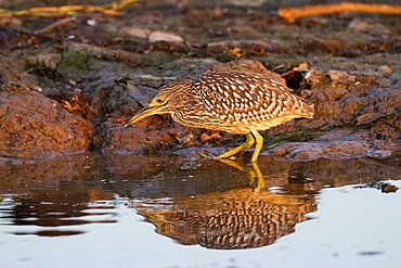 Nankeen night herons (Nycticorax caledonicus), Kakadu National Park, Northern Territory, Australia