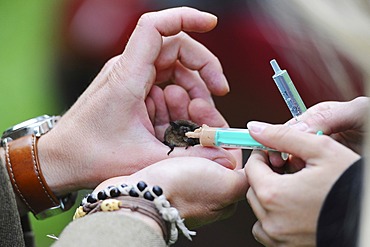 Two people are trying to feed a bat (Microchiroptera) with a syringe