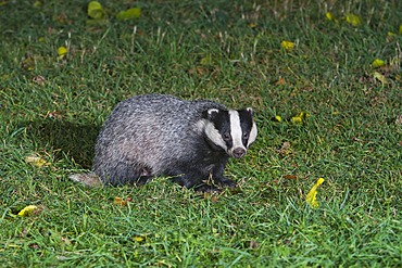 European badger (Meles meles), in grass, south east England, United Kingdom, Europe