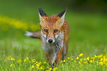 Red fox (Vulpes vulpes), in grass and trefoil (Lotus corniculatus), after a rain shower, south east England, United Kingdom, Europe