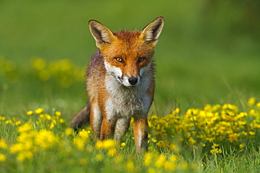 Red fox (Vulpes vulpes), in meadow, after a rain shower, south east England, United Kingdom, Europe