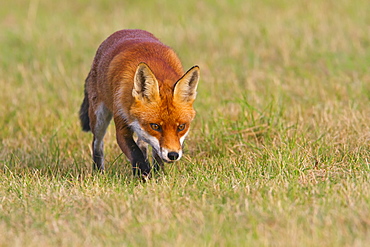 Red fox (Vulpes vulpes), in grass, south east England, United Kingdom, Europe