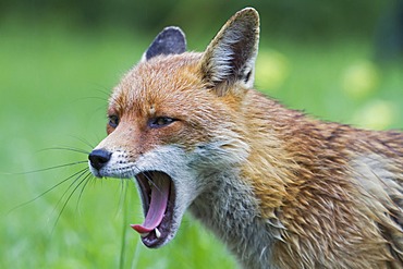 Red fox (Vulpes vulpes), yawning, south east England, United Kingdom, Europe