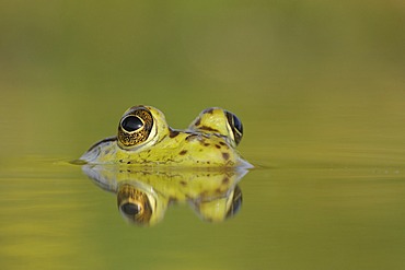 Bullfrog (Rana catesbeiana), adult in lake, Fennessey Ranch, Refugio, Coastal Bend, Texas Coast, USA