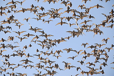 Mexican Free-tailed Bat (Tadarida brasiliensis), swarm in flight, Bracken Cave, San Antonio, Hill Country, Central Texas, USA