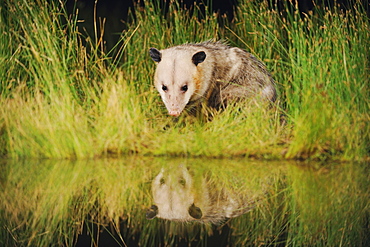 Virginia Opossum (Didelphis virginiana), adult drinking from wetland lake, Fennessey Ranch, Refugio, Coastal Bend, Texas Coast, USA