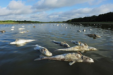 Fish carcasses in lake during drought, Dinero, Lake Corpus Christi, South Texas, USA