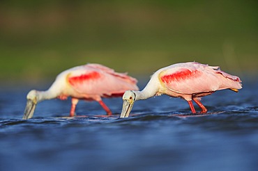 Roseate Spoonbill (Ajaia ajaja), adults feeding, Dinero, Lake Corpus Christi, South Texas, USA