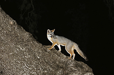 Gray Fox (Urocyon cinereoargenteus), adult at night climbing Live Oak tree (Quercus virginiana), Dinero, Lake Corpus Christi, South Texas, USA