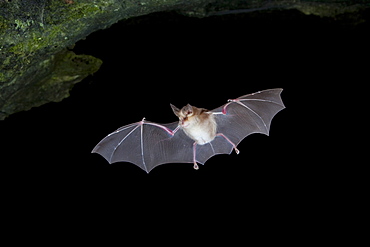 Mehely's horseshoe bat (Rhinolophus mehelyi) in flight, Sardinia island, Italy, Europe