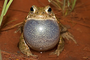 Natterjack toad (Bufo calamita), male calling, Thuringia, Germany, Europe