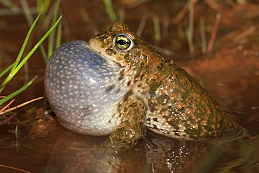 Natterjack toad (Bufo calamita), male calling, Thuringia, Germany, Europe