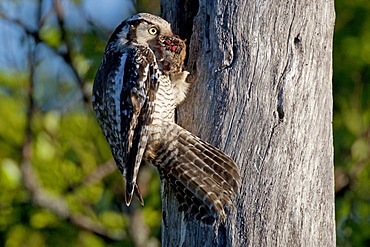 Northern hawk owl (Surnia ulula), female with prey perched at the nesting hole, Finland, Europe