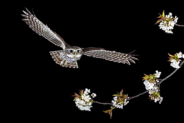 Little owl (Athene noctua) in flight, Thuringia, Germany, Europe