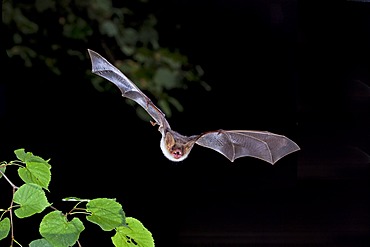 Greater mouse-eared bat (Myotis myotis) in flight, Thuringia, Germany, Europe