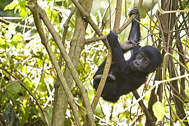 Habituated group of mountain gorillas (Gorilla beringei beringei), Bwindi Impenetrable Forest National Park, being studied by scientists from the Max Planck Institute for Evolutionary Anthropology Leipzig, image showing "Kikyokyo", female baby, born Augus