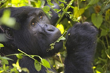 Habituated group of mountain gorillas (Gorilla beringei beringei), Bwindi Impenetrable Forest National Park, being studied by scientists from the Max Planck Institute for Evolutionary Anthropology Leipzig, image showing "Marembo", oldest blackback of the 