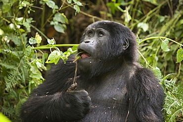 Habituated group of mountain gorillas (Gorilla beringei beringei), Bwindi Impenetrable Forest National Park, being studied by scientists from the Max Planck Institute for Evolutionary Anthropology Leipzig, image showing "Kabandiize", young male, born Sept