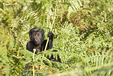 Habituated group of mountain gorillas (Gorilla beringei beringei), Bwindi Impenetrable Forest National Park, being studied by scientists from the Max Planck Institute for Evolutionary Anthropology Leipzig, image showing "Thursday", female baby, born Septe