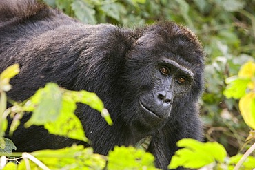 Habituated group of mountain gorillas (Gorilla beringei beringei), Bwindi Impenetrable Forest National Park, being studied by scientists from the Max Planck Institute for Evolutionary Anthropology Leipzig, image showing "Matu", female, Ruhija, Uganda, Afr