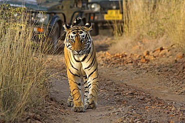 Tiger (Panthera tigris), walking in front of tourist vehicles on a safari, Ranthambore National Park, Rajasthan, India, Asia