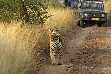 Tiger (Panthera tigris), walking in front of tourist vehicles on a safari, Ranthambore National Park, Rajasthan, India, Asia