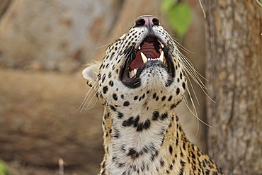 Leopard (Panthera pardus), portrait, Ranthambore National Park, Rajasthan, India, Asia