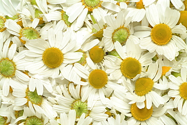 Wild - or German Chamomile (Chamomilla recutita, Matricaria recutita), medicinal plant