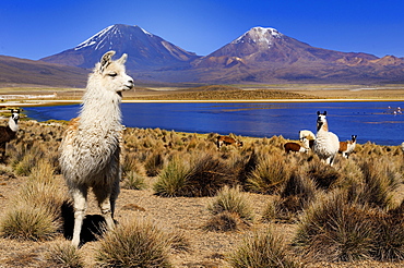 Llamas (Llama) and a lagoon in front of Parinacotta and Pinarappe volcanoes, Sajama National Park, La Paz, Bolivia, South America