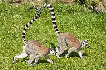 Ring-tailed lemurs (Lemur catta), Serengeti Park zoo and leisure park, Hodenhagen, Lower Saxony, Germany, Europe