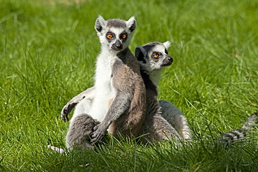 Ring-tailed lemurs (Lemur catta), Serengeti Park zoo and leisure park, Hodenhagen, Lower Saxony, Germany, Europe