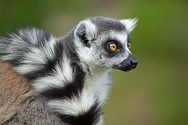 Ring-tailed lemur (Lemur catta), Serengeti Park, Hodenhagen, Lower Saxony, Germany, Europe