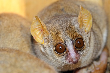 Gray Mouse Lemur (Microcebus murinus), smallest lemur in the world