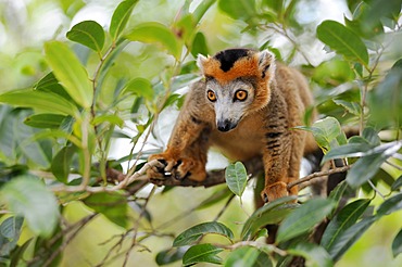 Crowned Lemur (Eulemur coronatus), Madagascar, Africa