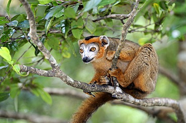 Crowned Lemur (Eulemur coronatus), sitting on a branch, Madagascar, Africa