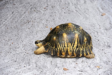 Radiated Tortoise (Astrochelys radiata), Madagascar, Africa