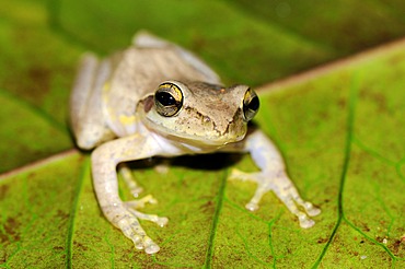 Tropical frog sitting on a leaf, Madagascar, Africa