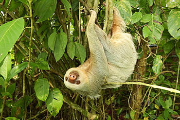 Hoffmann's two-toed sloth (Choloepus hoffmanni), hanging upside down in a tree, La Fortuna, Costa Rica, Central America