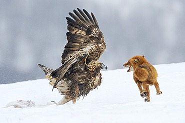 Golden Eagle (Aquila chrysaetos) fighting with a red fox (Vulpes vulpes) over a carcass, Sinite Kamani Nature Park, Bulgaria, Europe