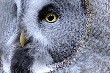 Great Grey Owl (Strix nebulosa), portrait, Arth Goldau, Switzerland, Europe