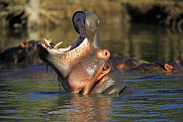 Hippopotamus (Hippopatamus amphibius), yawning or threatening adult, St. Lucia Wetland Park, South Africa, Africa