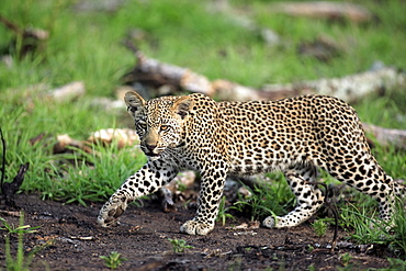 Leopard (Panthera pardus), stalking cub, Sabisabi Private Game Reserve, Kruger National Park, South Africa, Africa