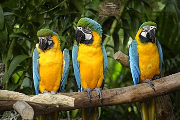 Blue and Gold Macaws (Ara ararauna), adult birds on a branch, South America