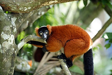 Red Ruffed Lemur (Varecia rubra), adult in a tree, Madagascar, Africa